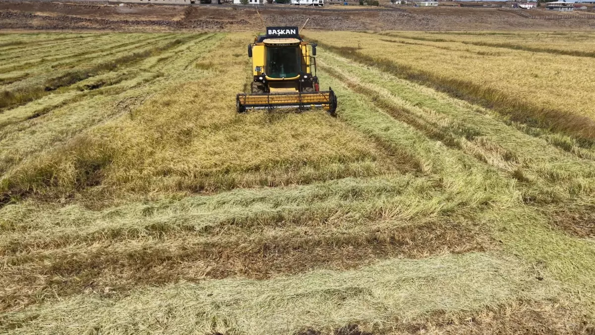 Diyarbakır’da Organik Pirinç Üretimi