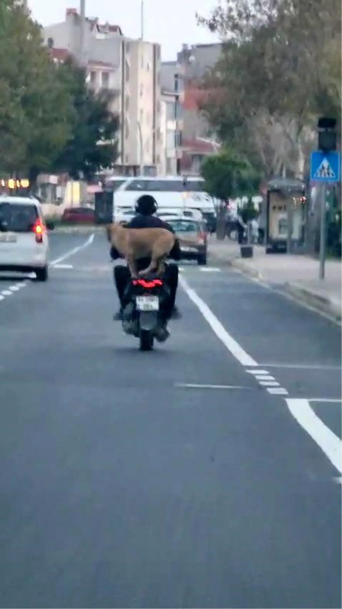 kopek motosiklete bindi neselendirdi wdTJ5EIc.jpg