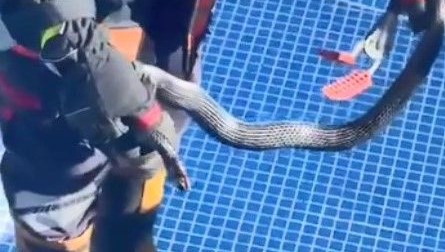 Mersin’de site havuzunda 1,5 metrelik yılan paniği