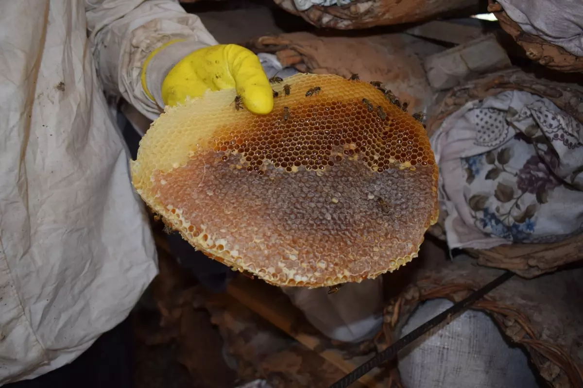 sasonda geleneksel kara kovan ariciligi w59H134F