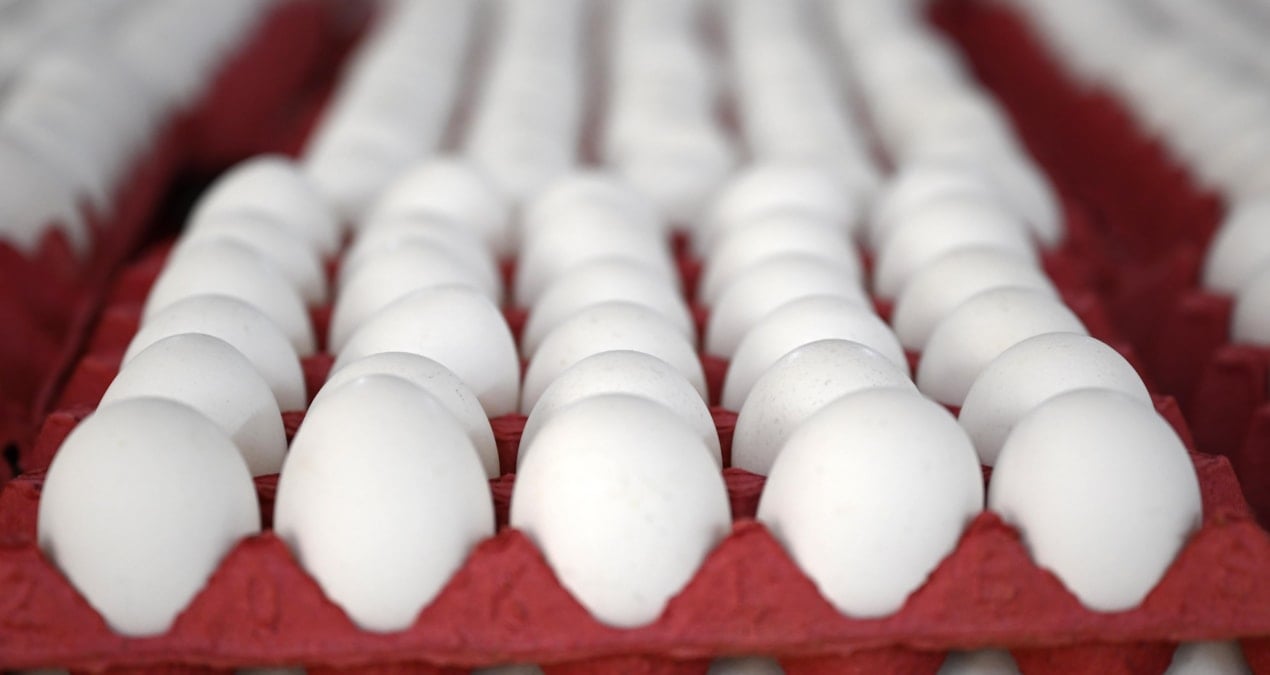 Yumurtaya zam gelecek mi? En yetkili isim açıkladı