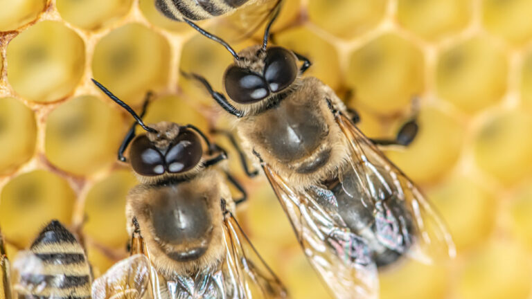 erkek arilar ciftlesme sirasinda neden patlayarak oluyor KZAOyXZ8.jpg
