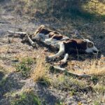 nevsehirde bos arazide 8 olu buzagi bulundu hzgXOua4.jpg