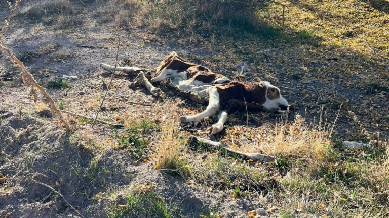 nevsehirde bos arazide 8 olu buzagi bulundu hzgXOua4.jpg