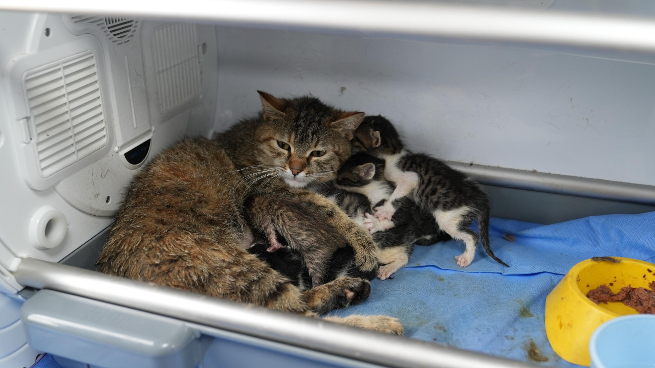 duygulandiran-olay-sut-anne-kedi-3-yavruya-daha-kucak-acti-KlGICVi1